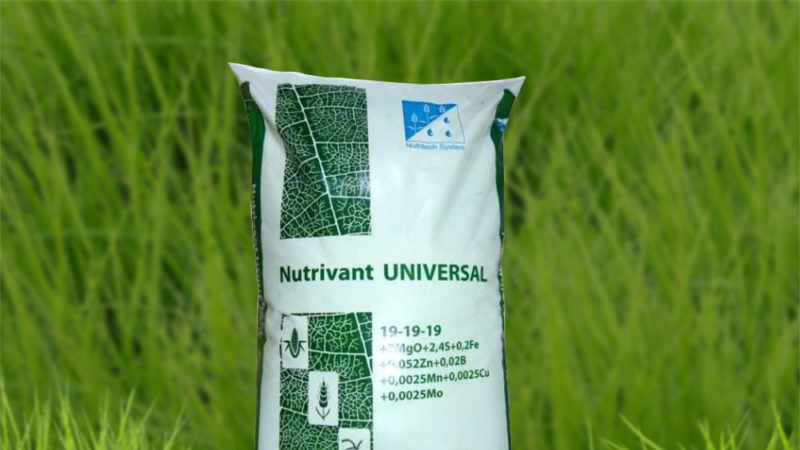 Alimentação correta do trigo de inverno na primavera: fertilizantes e suas taxas de aplicação