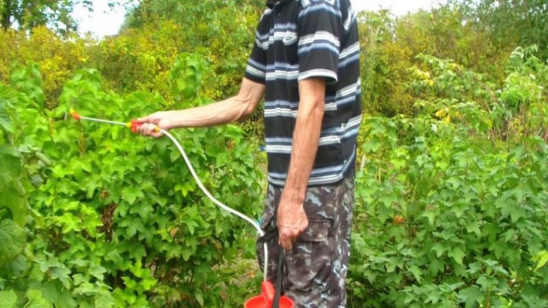 Правила за грижа за цариградско грозде след прибиране на реколтата през юли и август