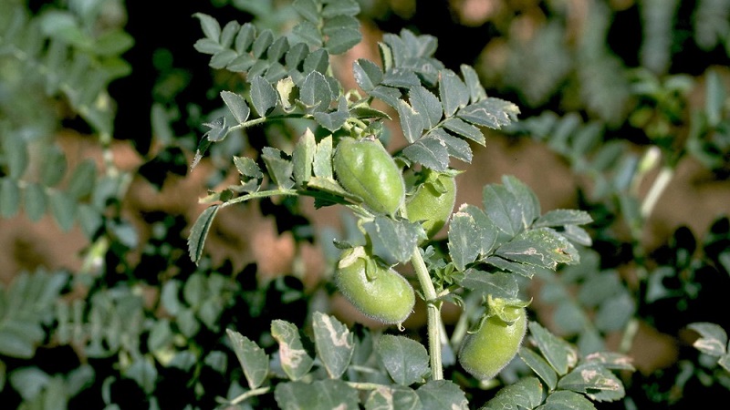 Description and characteristics of chickpeas