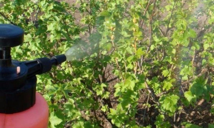 איך ומה לרסס דומדמניות באביב ממזיקים ומחלות
