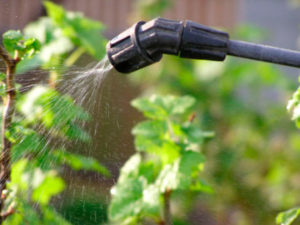 How and what to spray currants in the spring from pests and diseases