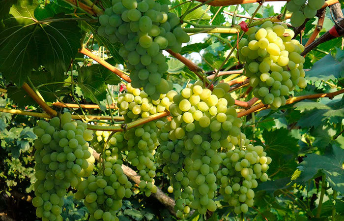 Een selectie van de best resistente druivenrassen en aanbevelingen voor hun selectie