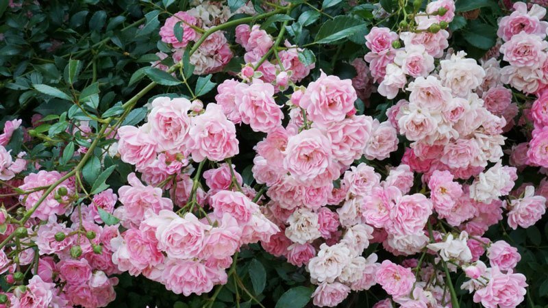 Um guia para cortar rosas no outono em casa para floristas iniciantes
