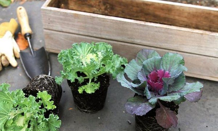 Süs lahana: fotoğraf, ekim, yetiştirme ve bakım