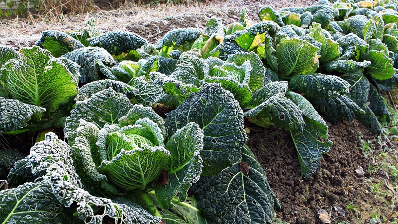 Sowing and growing savoy cabbage