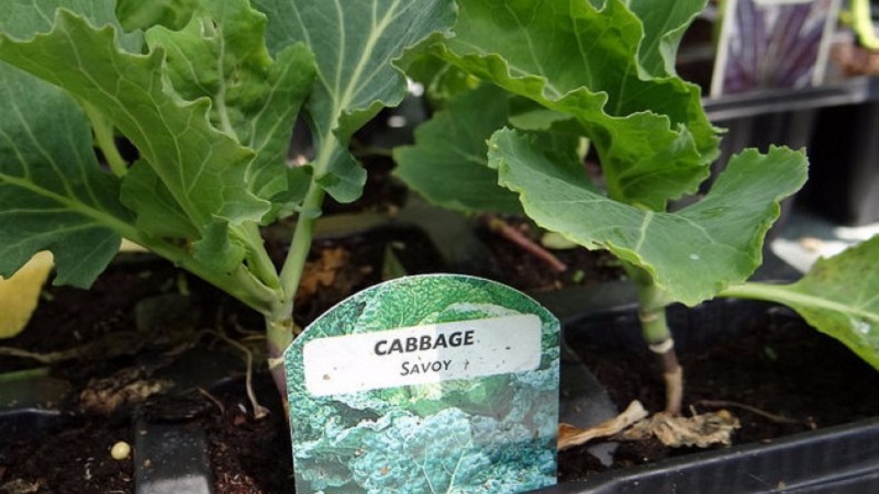 Savoy lahana ekim ve yetiştirme