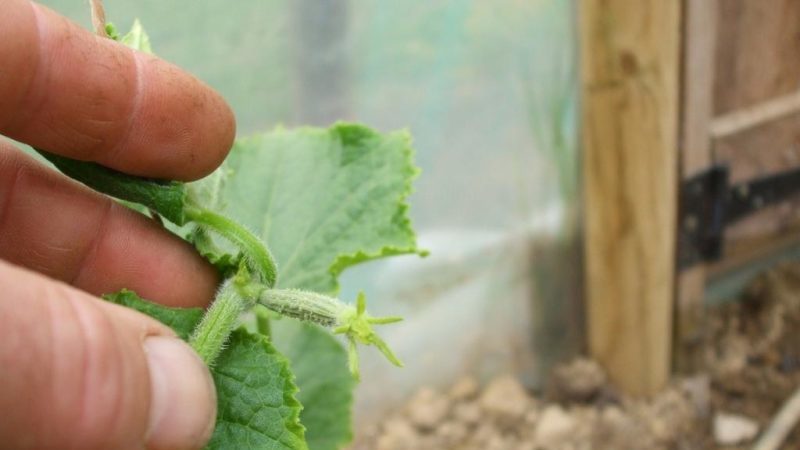 Jak správně uchopit okurky ve skleníku: pravidla péče od výsadby po sklizeň