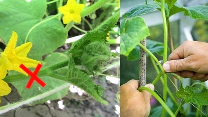 Как правилно да отрежете листата на краставиците в оранжерията и трябва ли да се прави?