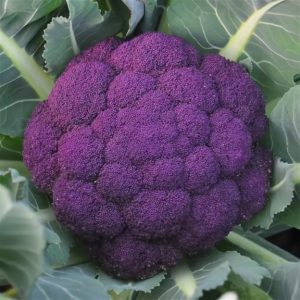 Purple cauliflower: description and photo