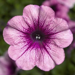 Por qué las flores de petunia son buenas y cómo cultivarlas correctamente