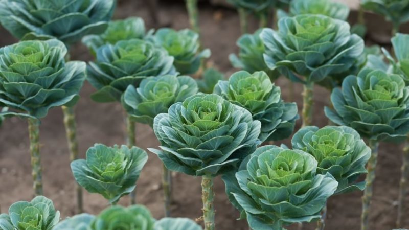 Ornamental cabbage: photo, planting, cultivation and care