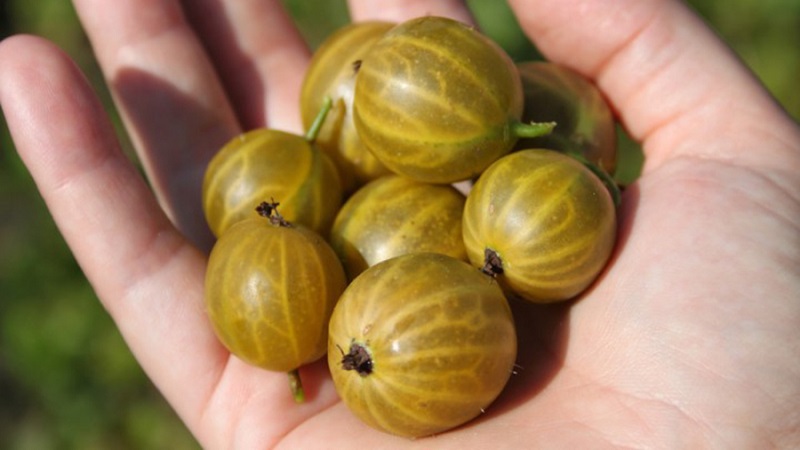 Ang pinakamalaking mga varieties ng gooseberry