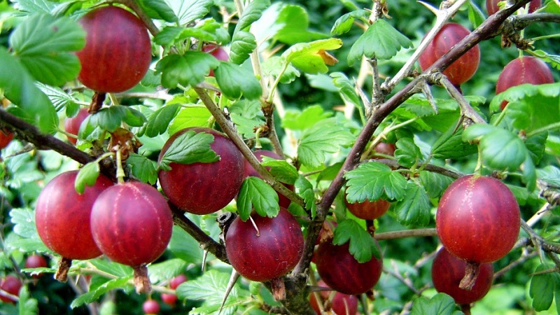 Ang pinakamalaking mga varieties ng gooseberry