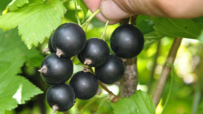 As variedades mais doces de groselha preta de frutos grandes