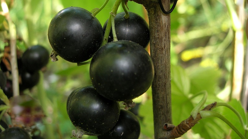De zoetste soorten zwartbessen met grote vruchten