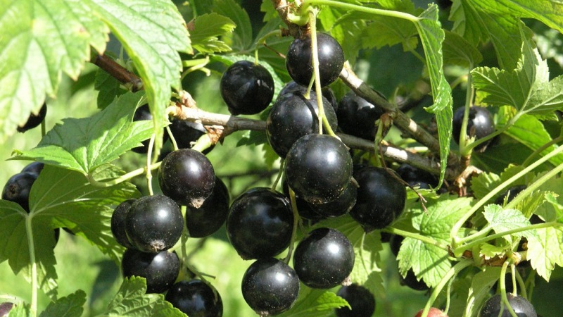 As variedades mais doces de groselha preta de frutos grandes