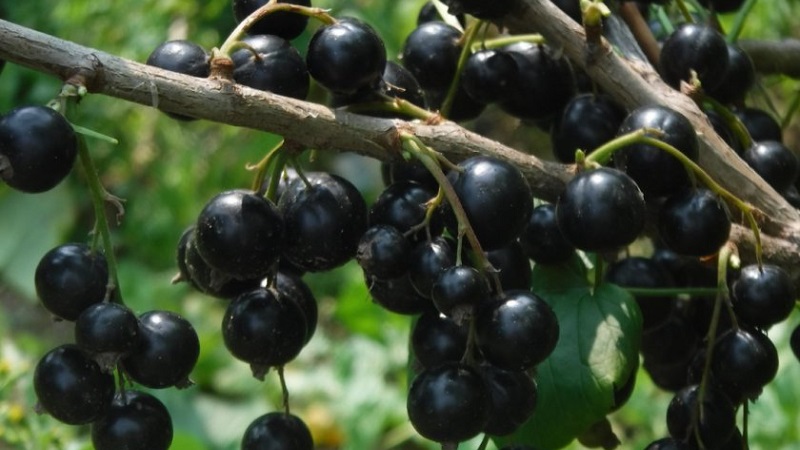 De zoetste soorten zwartbessen met grote vruchten
