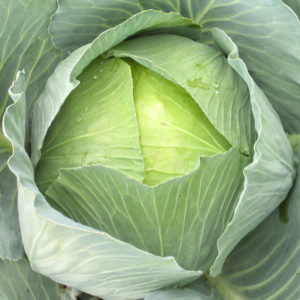 Late cabbage variety Sugarloaf