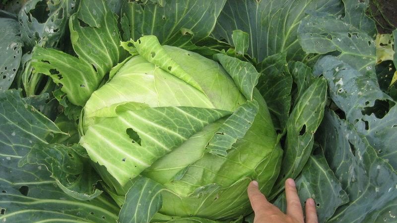 Late cabbage variety Sugarloaf