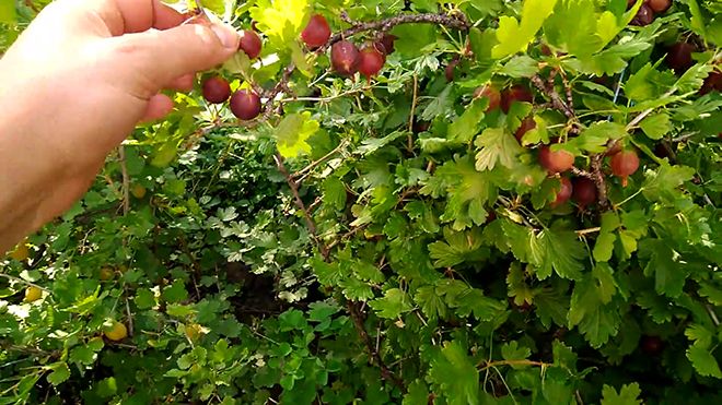 Besshipless red-fruited gooseberry iba't-ibang Fridonia