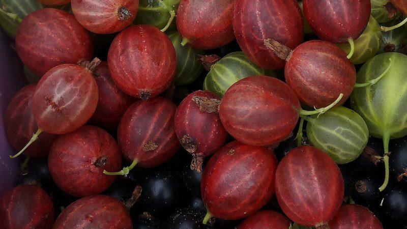 Mid-sent stikkelsbærsort Shershnevsky: fordeler og ulemper, dyrkingsfunksjoner