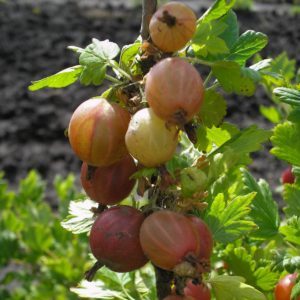 Mid-late angrešt odrůda Shershnevsky: klady a zápory, kultivační rysy