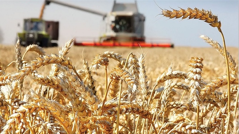 Lista dos maiores produtores e exportadores de trigo