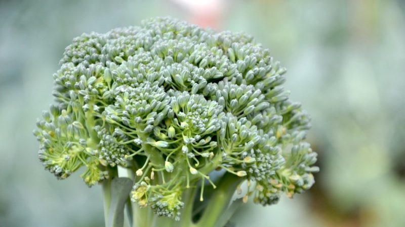 Brokoli çiçek açıyorsa ne yapmalı ve bunu önlemek için lahana nasıl düzgün şekilde yetiştirilir