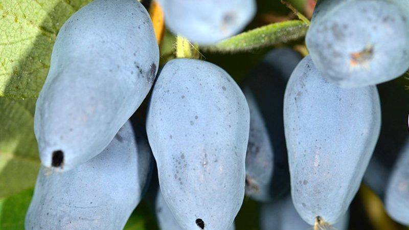 As melhores variedades de madressilva comestível