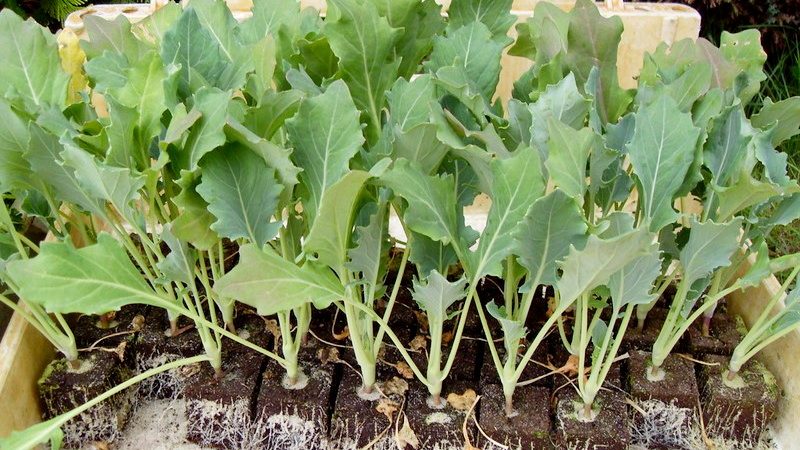 Koolrabi-kool planten, kweken en verzorgen