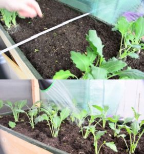 Planting, growing and caring for kohlrabi cabbage