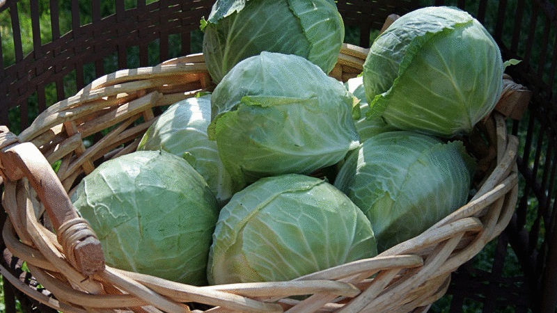 Μια καθολική ποικιλία λάχανου μεσαίας σεζόν Nadezhda