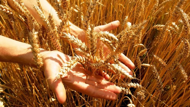 What is the difference between spring and winter wheat and how to distinguish them from each other