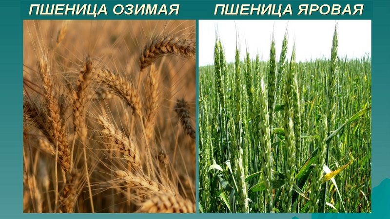 Everything about growing spring wheat: cultivation technology from sowing to harvesting