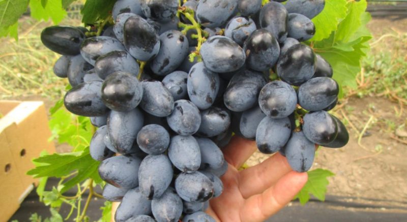 Geriausių visapusiškai atsparių vynuogių veislių pasirinkimas ir jų pasirinkimo rekomendacijos