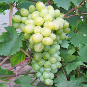 A selection of the best comprehensively resistant grape varieties and recommendations for their selection