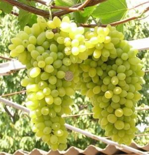 A selection of the best comprehensively resistant grape varieties and recommendations for their selection