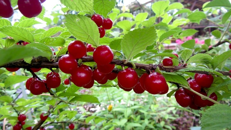 Felt cherry - mga tampok at pagkakaiba-iba mula sa karaniwan