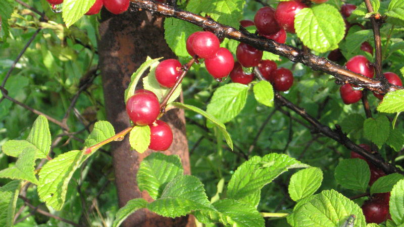 Felt cherry - mga tampok at pagkakaiba-iba mula sa karaniwan