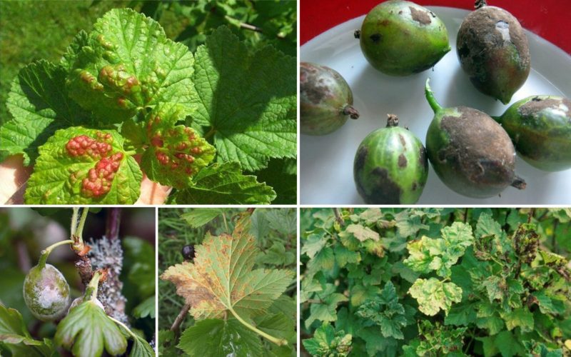 How to process currant and gooseberry bushes in the spring from pests and diseases