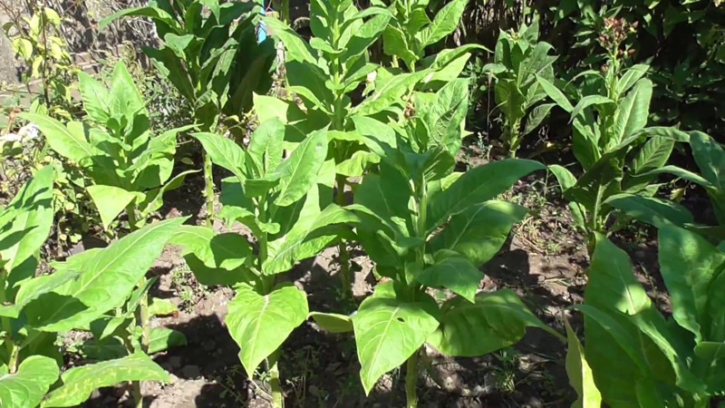 Technology for growing tobacco in the open field, greenhouse and at home
