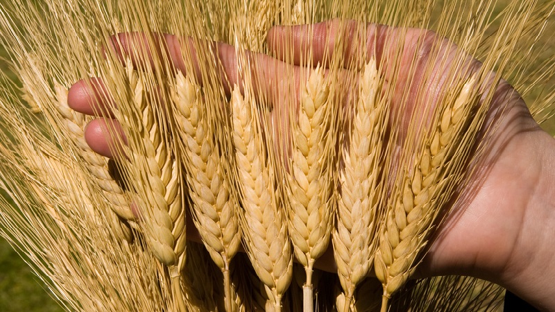 Všetko o pestovaní jarnej pšenice: technológia pestovania od siatia po zber