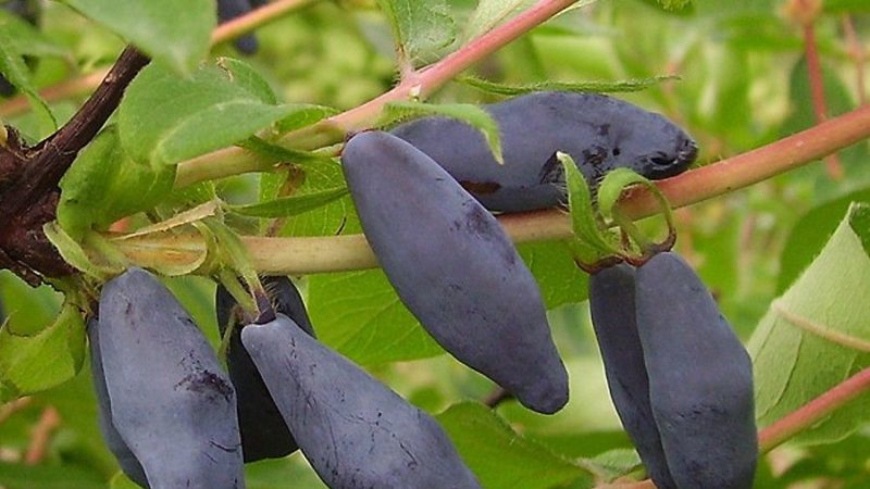 Không khéo léo trong việc trồng nhiều loại cây kim ngân hoa Blue Bird