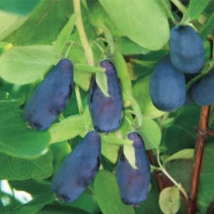 As melhores variedades de madressilva comestível