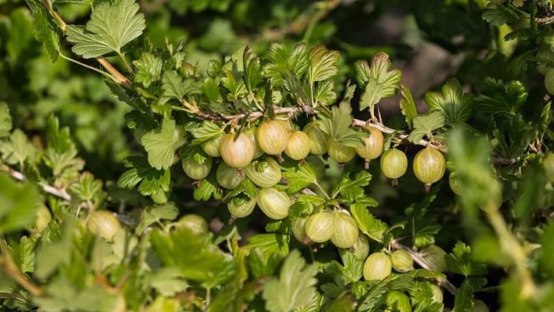İyi bir hasat için ilkbaharda bektaşi üzümü nasıl budanır