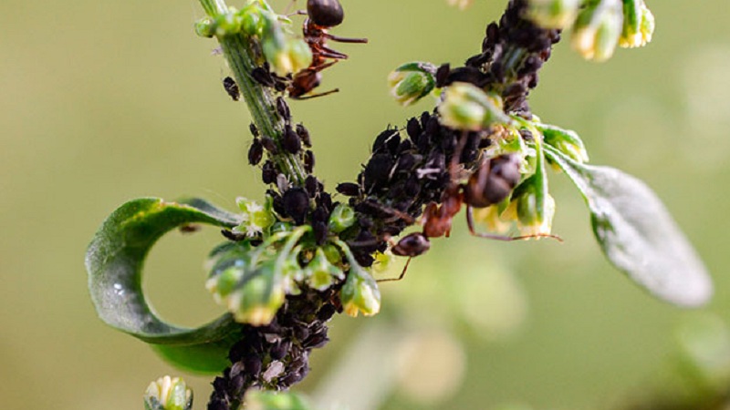 حشرات المن على زهر العسل: كيفية المعالجة حتى لا تدمر المحصول