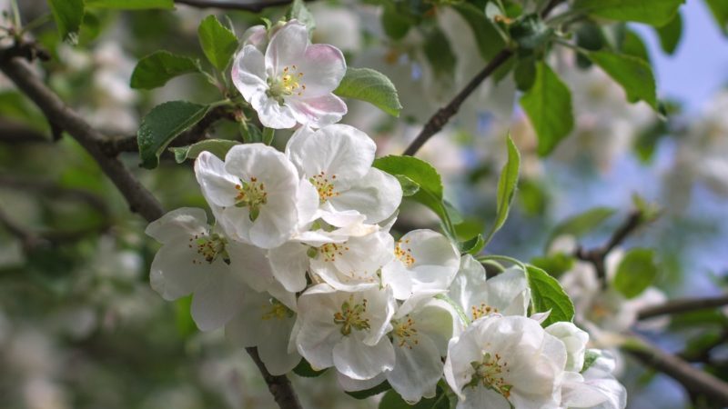 Ako, kedy a ako nastriekať jablone na jar od škodcov a chorôb