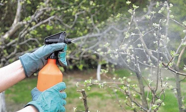 Как, кога и как да пръскаме ябълкови дървета през пролетта от вредители и болести