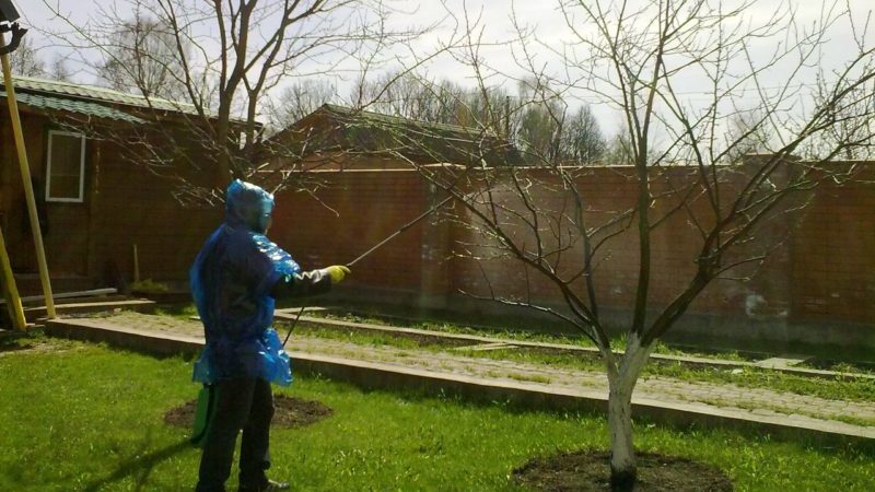 كيف ومتى وكيف ترش أشجار التفاح في الربيع من الآفات والأمراض