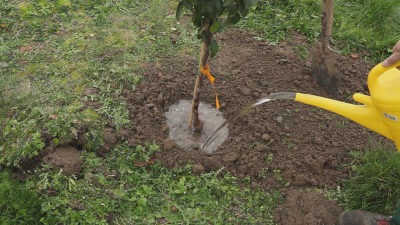 أفضل وقت لزراعة أشجار الفاكهة في منطقة موسكو: للزراعة في الربيع أو الخريف؟